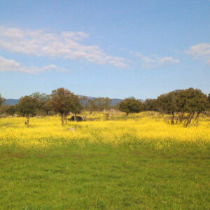 PARCELA4