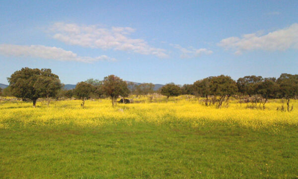 PARCELA4